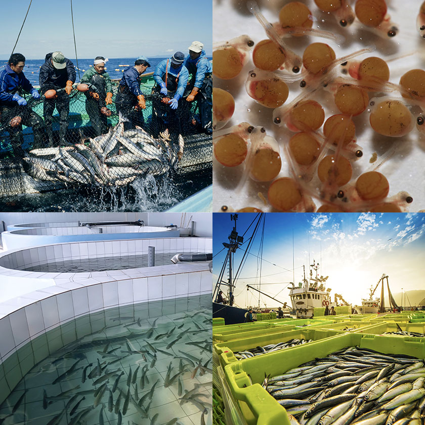 さかなを獲る、育てる